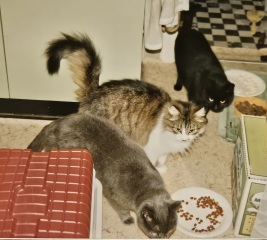 Hymns in Minor Keys & the Russian Easter Overture - the Excellent Cats ignore Culture.....