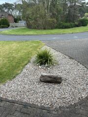 Cordyline tree
