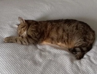 Hymns in Minor Keys & the Russian Easter Overture - the Excellent Cats ignore Culture.....