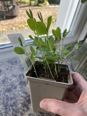Sweetpeas