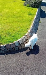 Hymns in Minor Keys & the Russian Easter Overture - the Excellent Cats ignore Culture.....