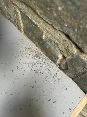 Any idea what these weird little mounds are? Woodworm? Ants?