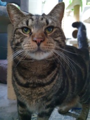 Hymns in Minor Keys & the Russian Easter Overture - the Excellent Cats ignore Culture.....