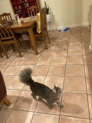 Hymns in Minor Keys & the Russian Easter Overture - the Excellent Cats ignore Culture.....