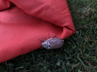 To panic about what the hell this is in my garden? Pic attached