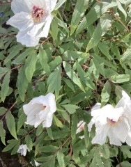 Plant IDs please