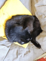 Hymns in Minor Keys & the Russian Easter Overture - the Excellent Cats ignore Culture.....