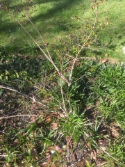 Can anyone ID this shrub?