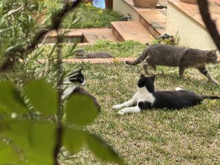 Hymns in Minor Keys & the Russian Easter Overture - the Excellent Cats ignore Culture.....