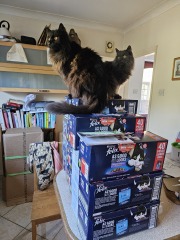 Hymns in Minor Keys & the Russian Easter Overture - the Excellent Cats ignore Culture.....