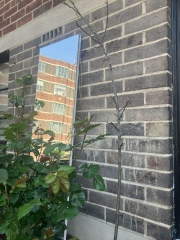 Why so sad, Apple tree?