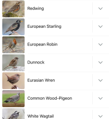 Garden birds today according to my Merlin app