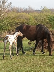 The Year Round Nigel Slater Discussion thread