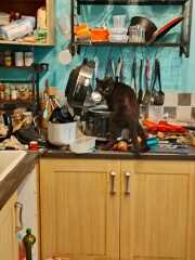 Hymns in Minor Keys & the Russian Easter Overture - the Excellent Cats ignore Culture.....