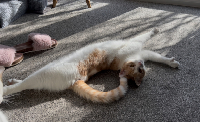 I don’t know which cat to gift my friend!
