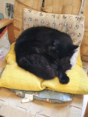 Hymns in Minor Keys & the Russian Easter Overture - the Excellent Cats ignore Culture.....