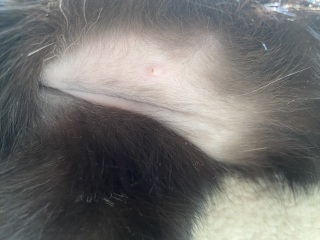 overgrooming/weight loss - help please!