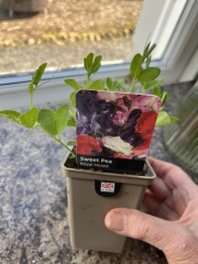 Sweetpeas