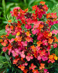 Novice gardening