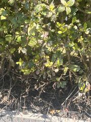 I’m having bush problems