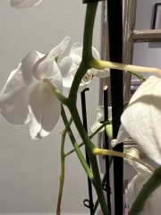 How can I save this orchid?