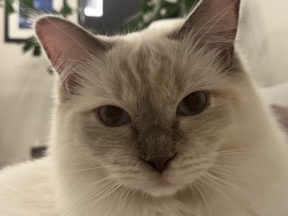 To ask me to show me your cat