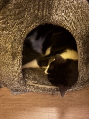 Hymns in Minor Keys & the Russian Easter Overture - the Excellent Cats ignore Culture.....