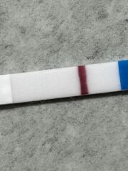 11dpo