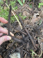 Is this part of a Japanese knotweed root?