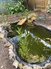 Mini pond / Wildlife pond