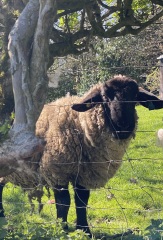 The Bluestocking - where women are women, and small furry animals are gerbils, quokkas,  capybaras, or a red panda called Rosy