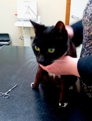 Hymns in Minor Keys & the Russian Easter Overture - the Excellent Cats ignore Culture.....