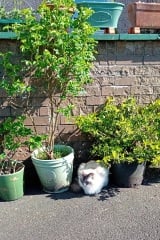 Hymns in Minor Keys & the Russian Easter Overture - the Excellent Cats ignore Culture.....