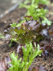 The Year Round Nigel Slater Discussion thread