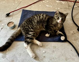 Stray Cat - Needs a Name!