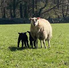 The Bluestocking - where women are women, and small furry animals are gerbils, quokkas,  capybaras, or a red panda called Rosy
