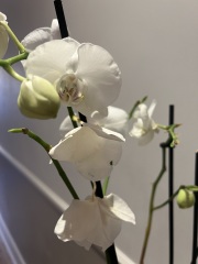 How can I save this orchid?