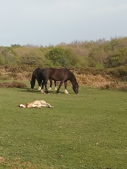 The Year Round Nigel Slater Discussion thread