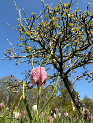 The Year Round Nigel Slater Discussion thread