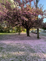 Come and tell us your dull and unexciting news 33: Calmly through the day