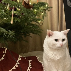 When to put our cat down - help!