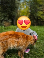 Need advice on a cat in our garden