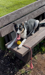 Thread 21 Starmer - Casting Nasturtiums