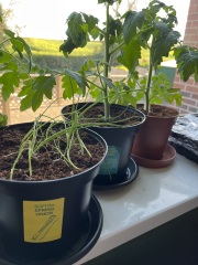 Is there a Pot Gang group?