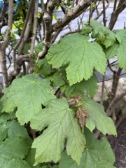 What is this? Growing in/through our hedge.