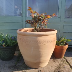 Does my gertrude Jekyll rose look OK?