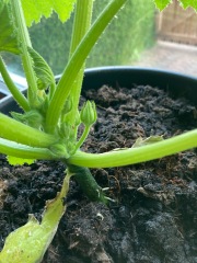 Is there a Pot Gang group?