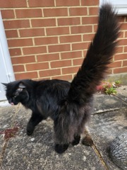 Hymns in Minor Keys & the Russian Easter Overture - the Excellent Cats ignore Culture.....