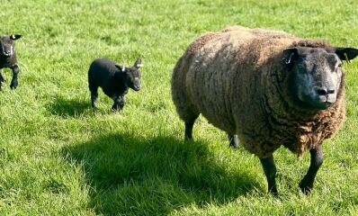 The Bluestocking - where women are women, and small furry animals are gerbils, quokkas,  capybaras, or a red panda called Rosy