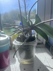How do I move this orchid without killing it?